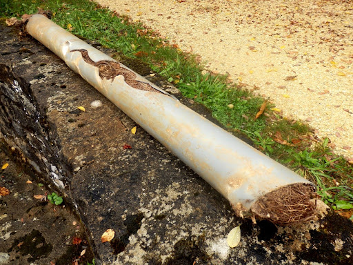 A broken sewer line filled with tree roots.